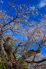 風雪の果てに花開く