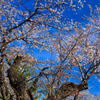 風雪の果てに花開く