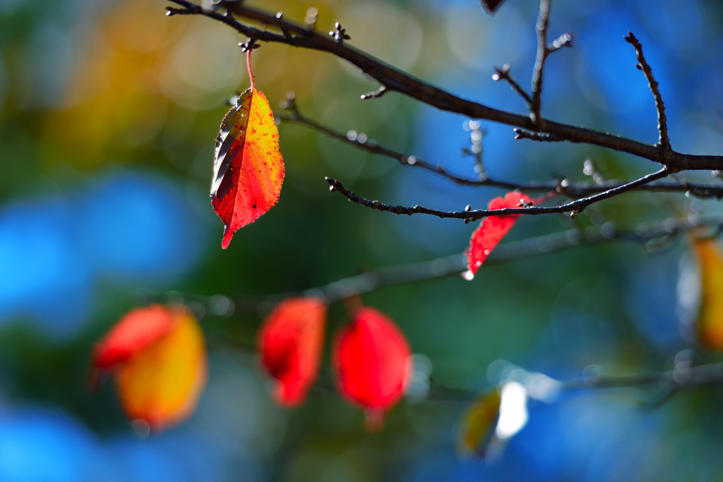 秋晴れと輝く紅葉