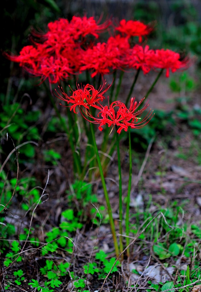 庭の花