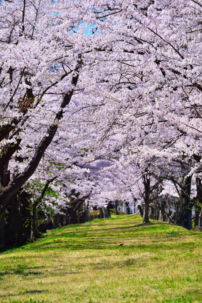 花回廊Ⅰ