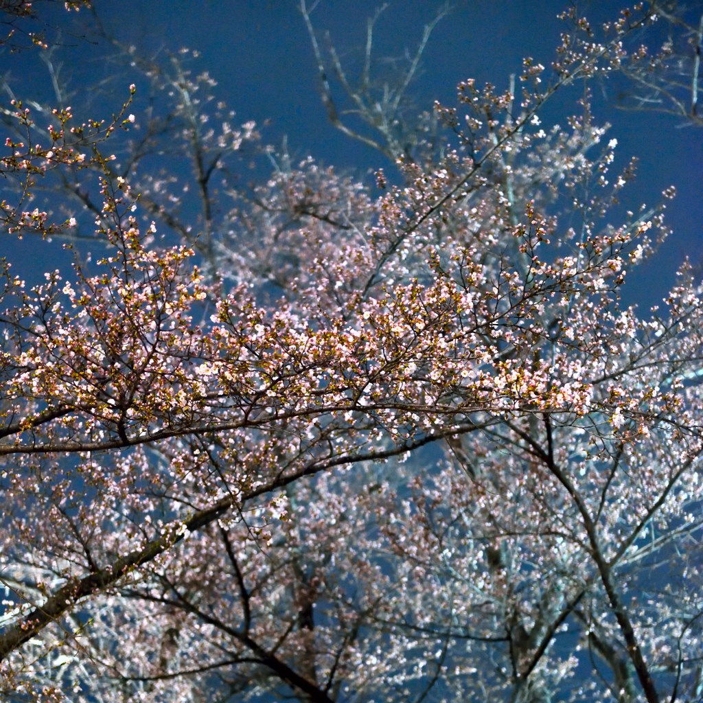 夜桜