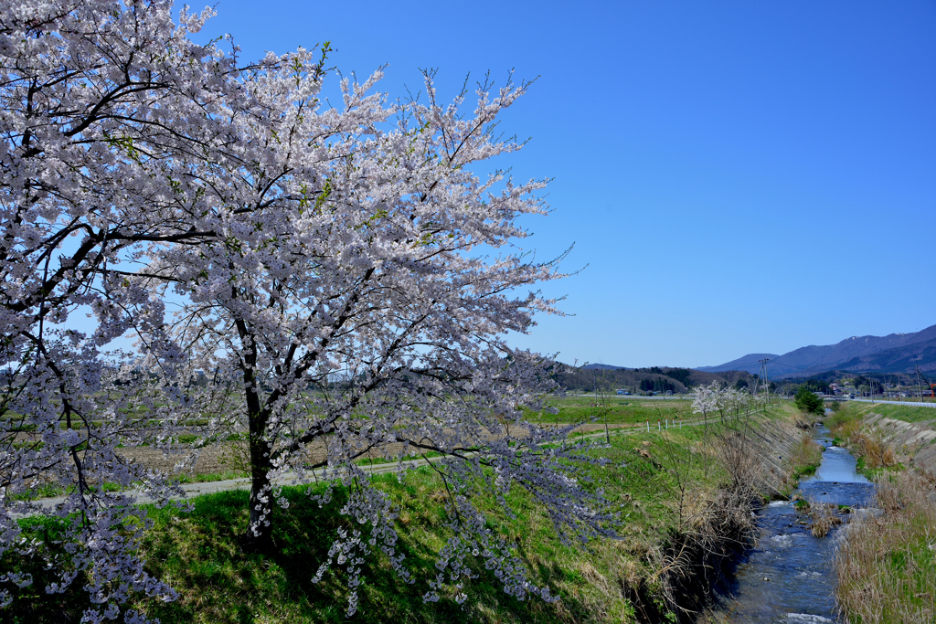 田園
