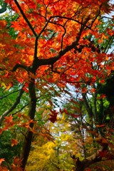 秋色の森