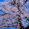 明瞭桜色