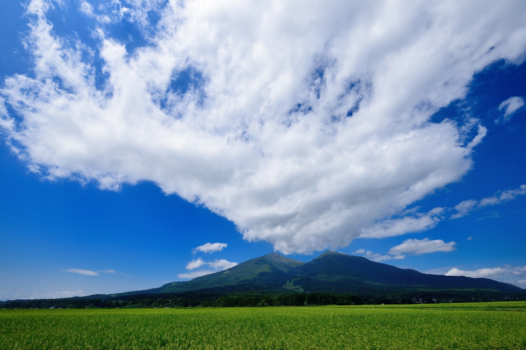 水田風景