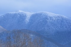 雪でふかふか森