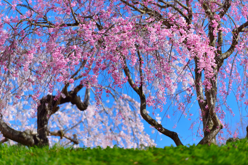 枝垂れ桜