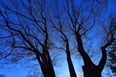 寒日の樹影