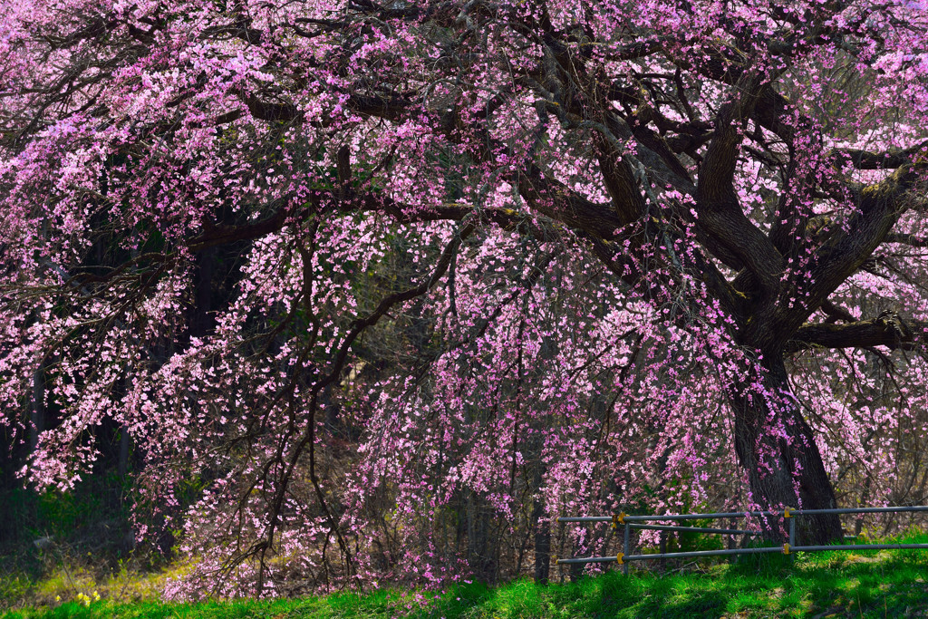 芳水の桜.