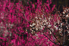 白梅開花