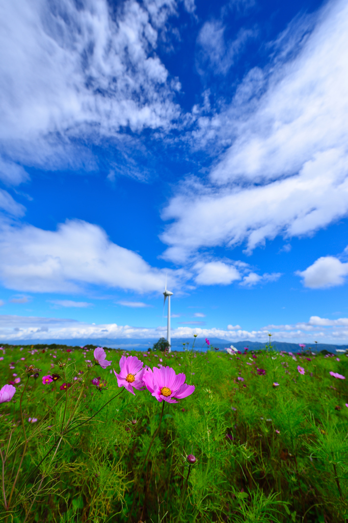 花咲く風の高原