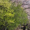 緑の季節へ