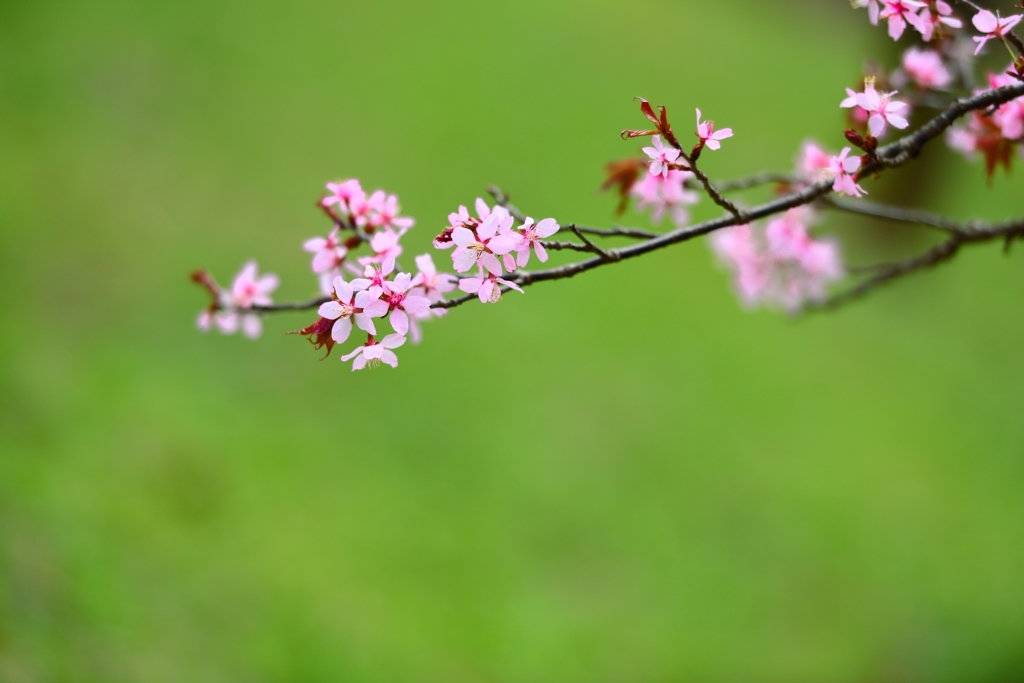 開花