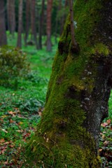 苔の生す