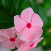 花3