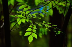 葉緑