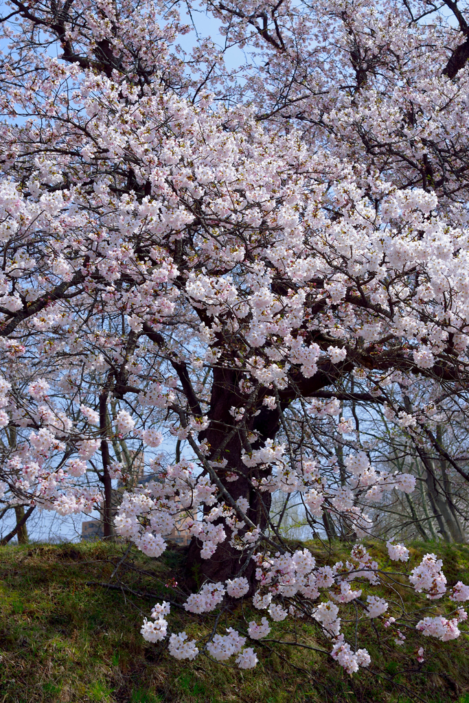 桜3