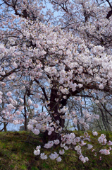 桜3