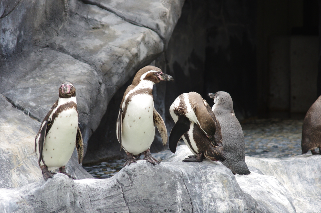 フンボルトペンギン
