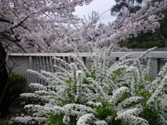 ソメイヨシノと雪柳