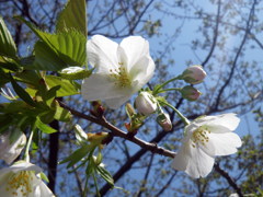 オオシマザクラ（大島桜）