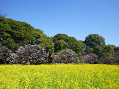 菜の花畑