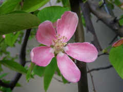 花梨（かりん）の花