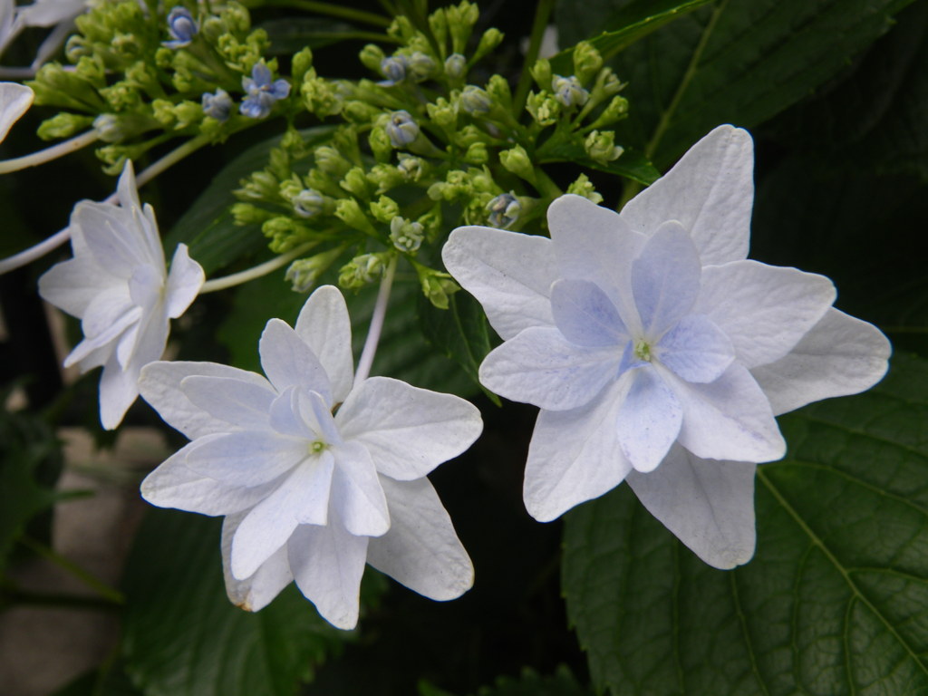 紫陽花