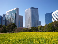 都会の中の菜の花畑