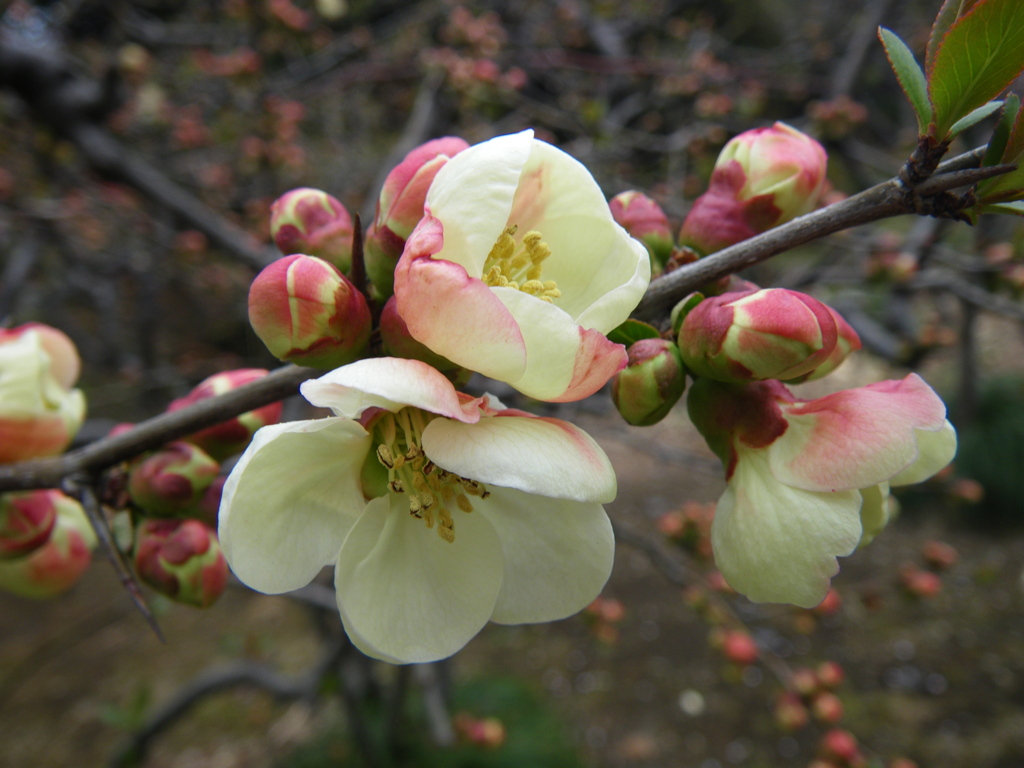 木瓜の花