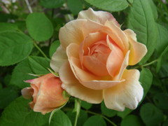 rose 2