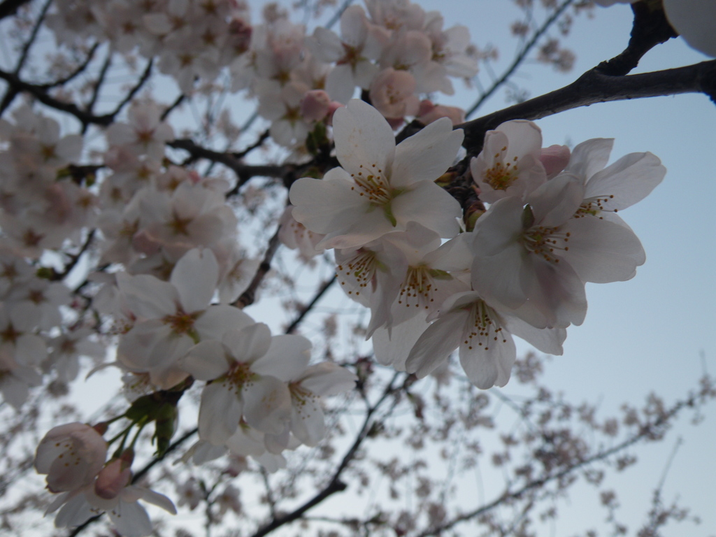 桜