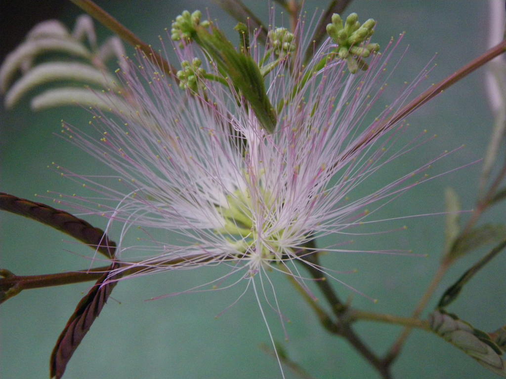 合歓（ねむ）の花