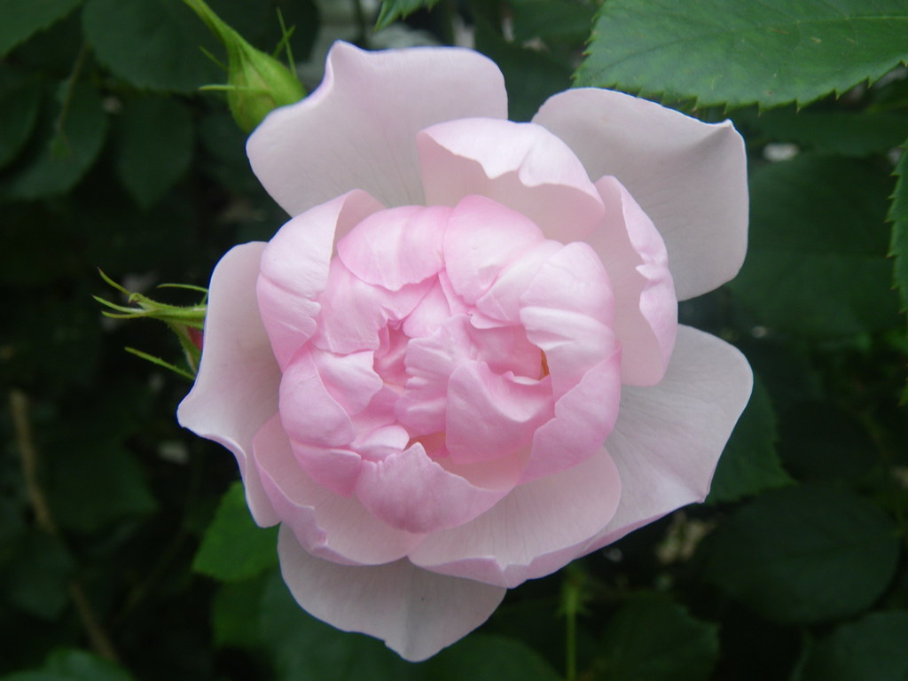 rose 3