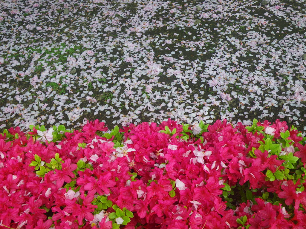 つつじと桜の花びら