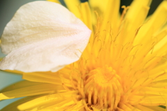 Tanpopo