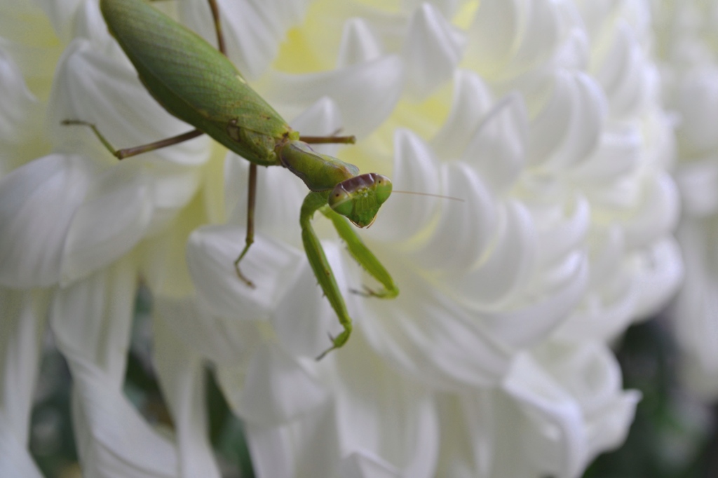 白菊