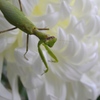 白菊