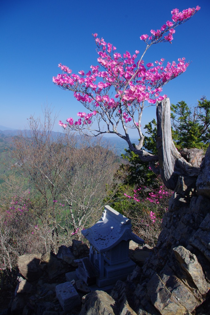 両神山山頂・ヤシオツツジ