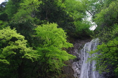 丸神の滝・新緑