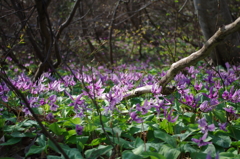 里山にも春が