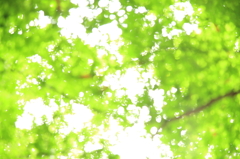 kaleidoscopic green maple