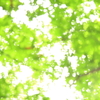 kaleidoscopic green maple