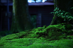 kokutaiji temple moss