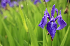 Iris laevigata - カキツバタ