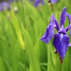 Iris laevigata - カキツバタ