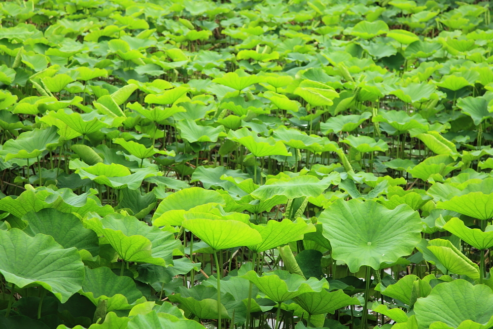 leaves of a lotus