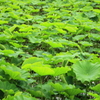 leaves of a lotus