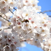 a full blown cherry blossoms